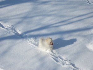 Shimar in snow 5