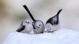 snow-birds_00386155
