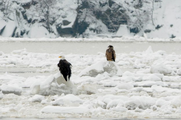 eagles-on-ice-018