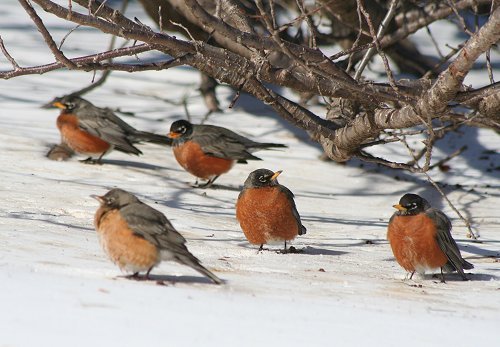 robins02172007