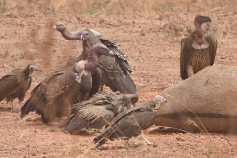 Vultures around a Dead Donkey