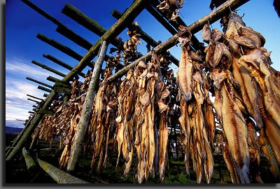 Saltfish drying in Iceland