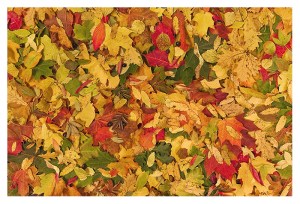 autumn by jjuuhhaa at deviantart.com