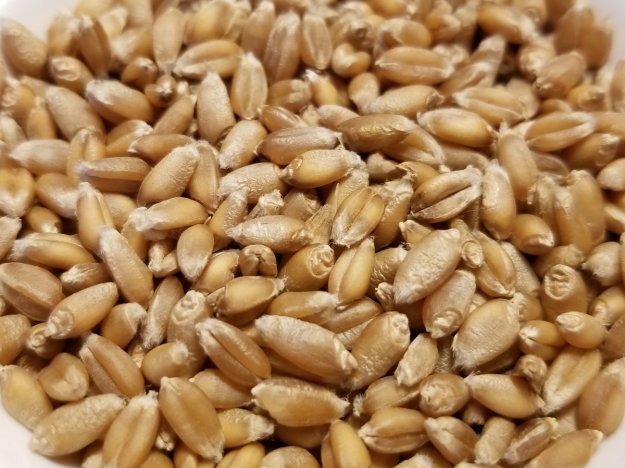 Red Clawson Wheat Seeds, image from https://greatlakesstapleseeds.com/products/red-clawson-wheat